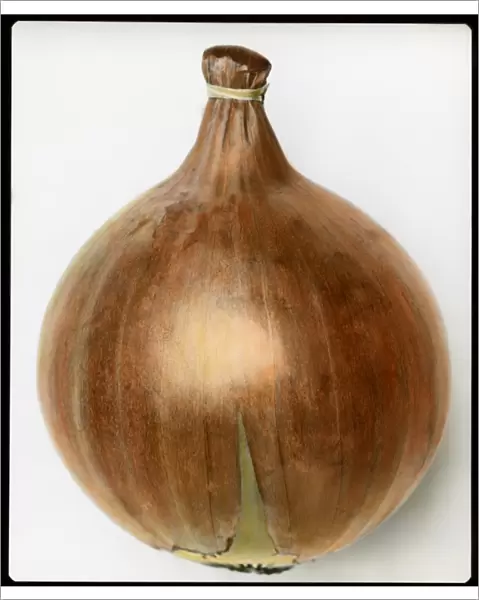 Allium Cepa (Onion) Ailsa Craig