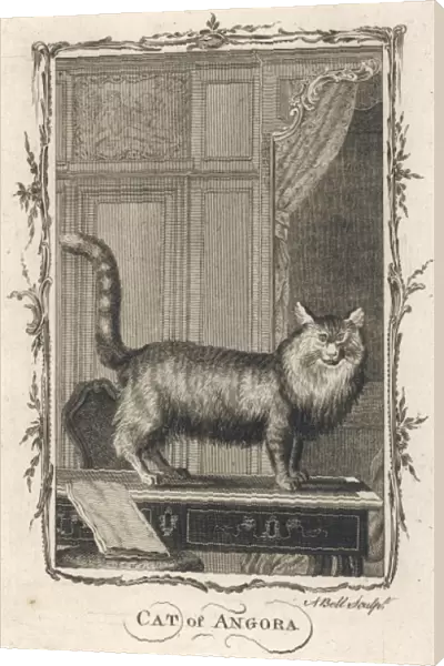 Cat of Angora