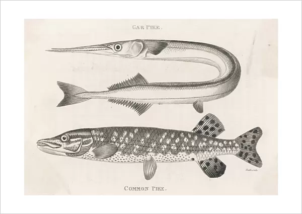 Marine Life  /  Fish  /  Pike