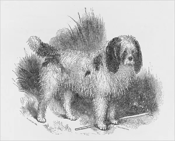 Poodle, Old Style