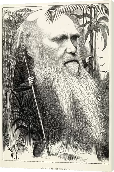 Charles Darwin as a wild man of the jungle