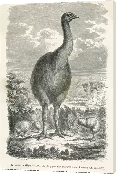 Extinct dinornis or moa, aepyornis ingens