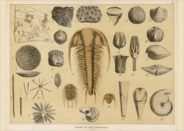 Fossils from the palaeozoic era