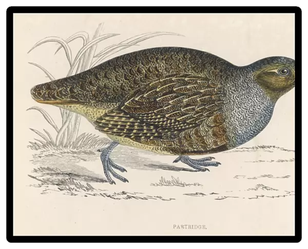 Partridges (Morris)