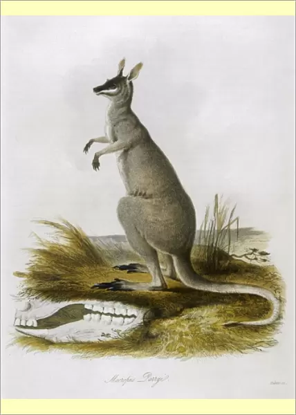 Kangaroo  /  Parryi 1835