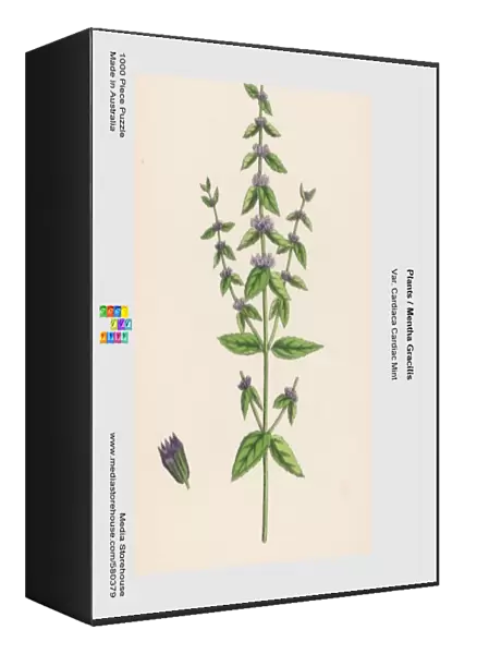 Plants  /  Mentha Gracilis