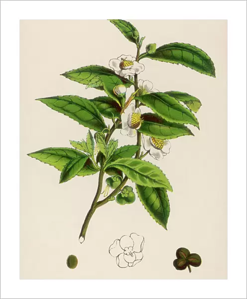 Camellia Sinensis (Tea)