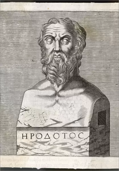 Herodotus  /  Anon Bust
