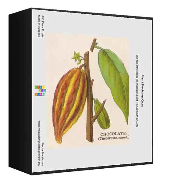 Plant  /  Theobroma Cacao
