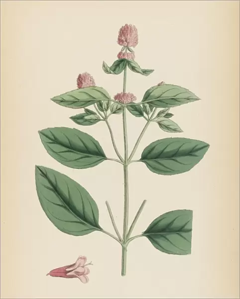 Plants  /  Mentha Piperita