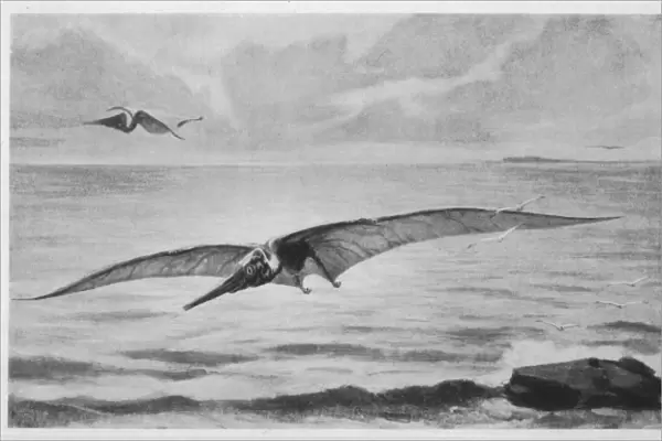Pterodactyl  /  Pteranodon