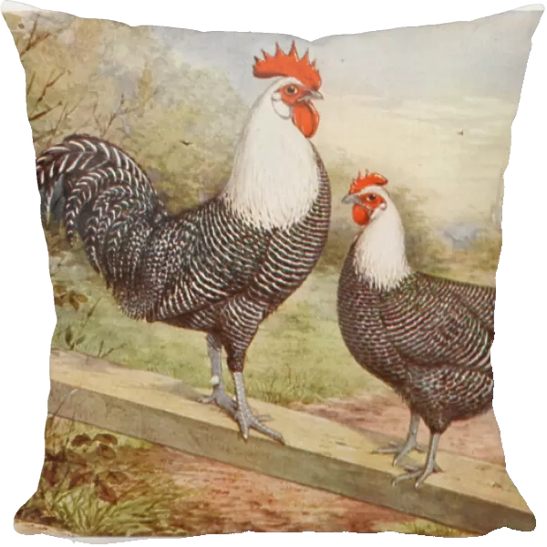 Campine Cock and Hen