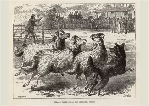 Sheep Dog Trial in 1876