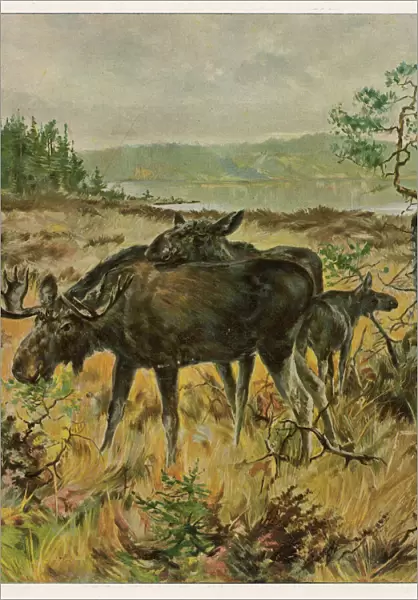 Elks in Sweden