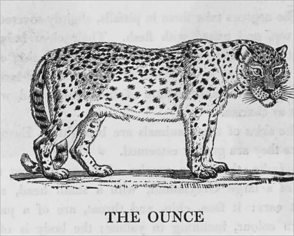 Ounce (Bewick)