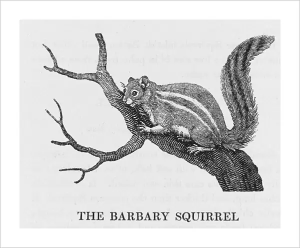Bewick  /  Barb. Squirrel