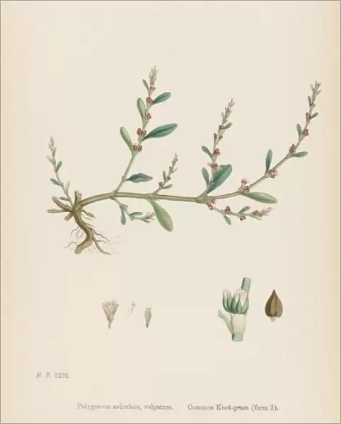 Polygonum Aviculare