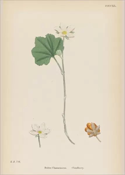 Plants  /  Rubus Chamaemorus