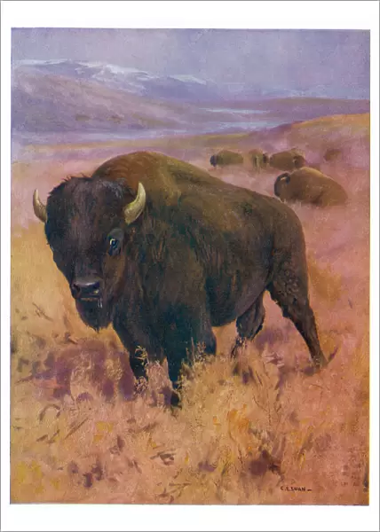 American Bison 1909