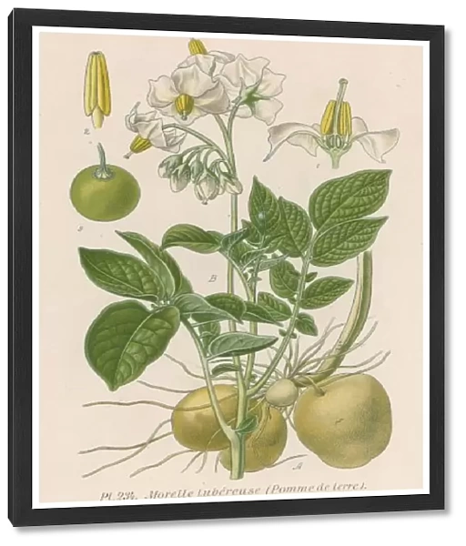 Plants  /  Solanum Tuberosum