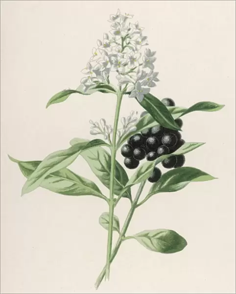 Plants  /  Ligustrum Vulgare