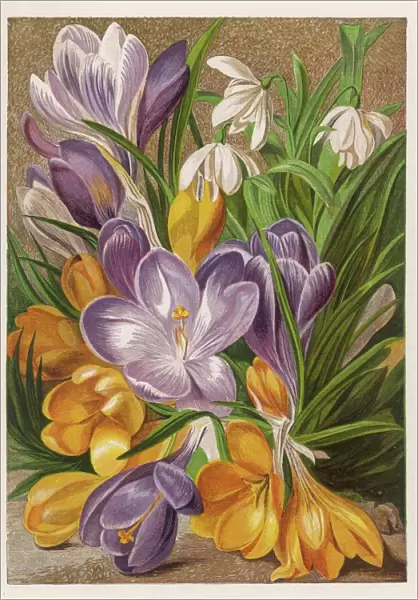 Crocus and Snowdrops