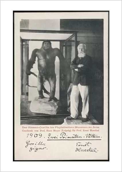 Ernst Haeckel & Gorilla