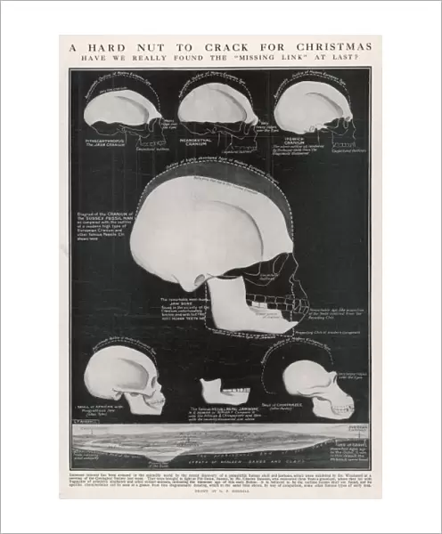 Piltdown Skull  /  Diagram