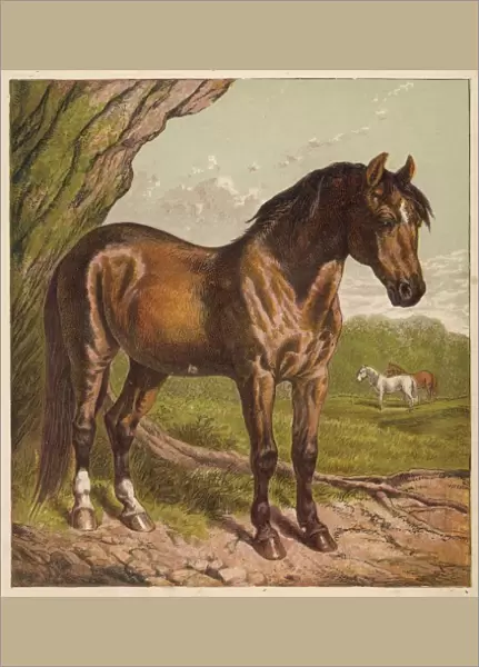 Horse in Field C1860S