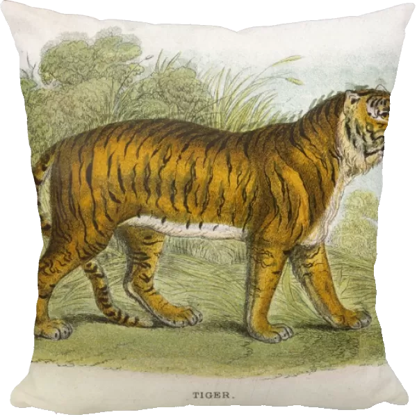 Tiger  /  Lydekker C1860