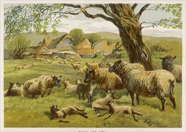 Sheep in Meadow 1862