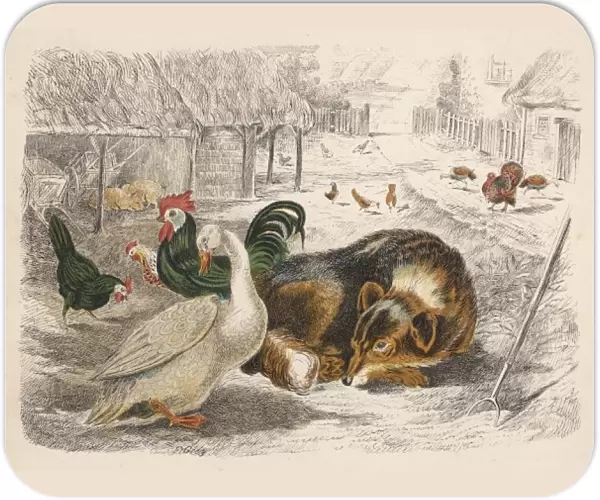 Dog and Poultry