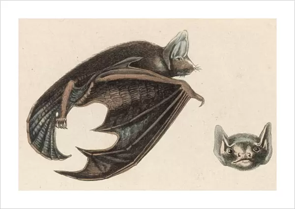 Vespertilion Bat