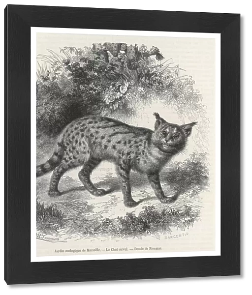 Serval Cat 1857