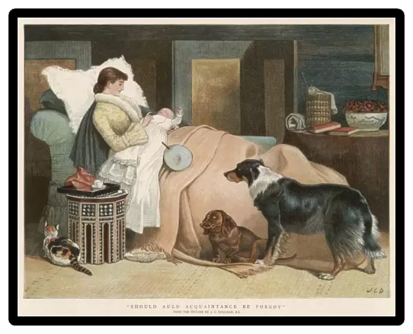 Baby  /  Neglected Pets 1888