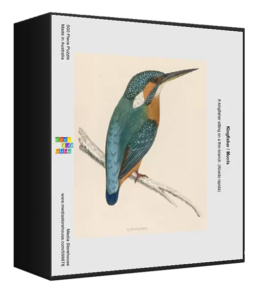 Kingfisher  /  Morris