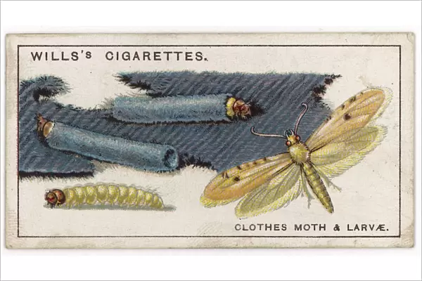 Clothes Moth