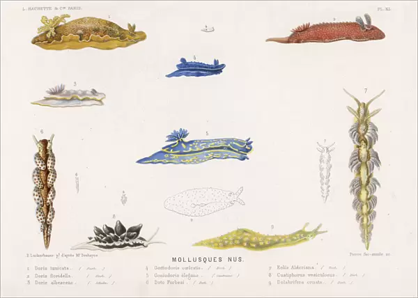 Selection of Molluscs