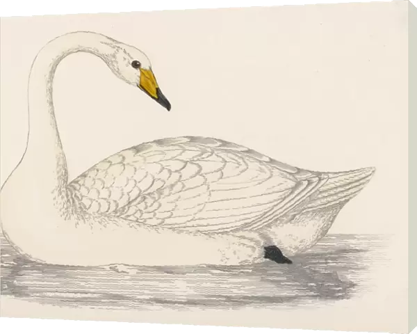 Whooper Swan (Morris)