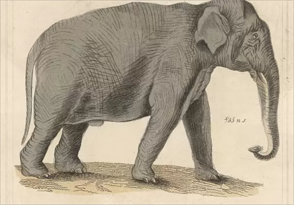 Elephant  /  Indian C1930