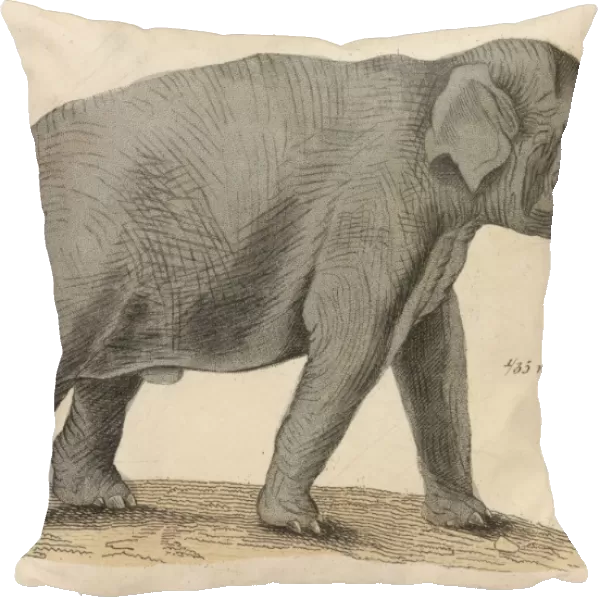 Elephant  /  Indian C1930
