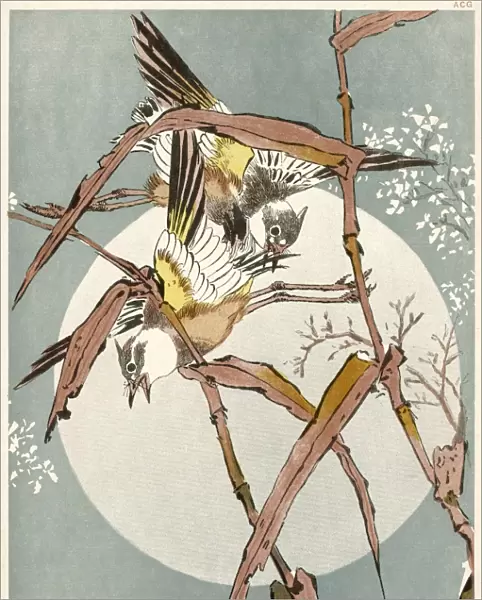 Japanese Garden Warblers