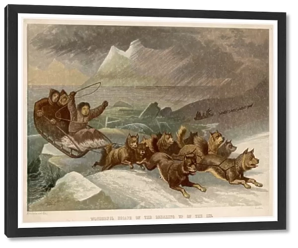 Dog Sleigh in Arctic