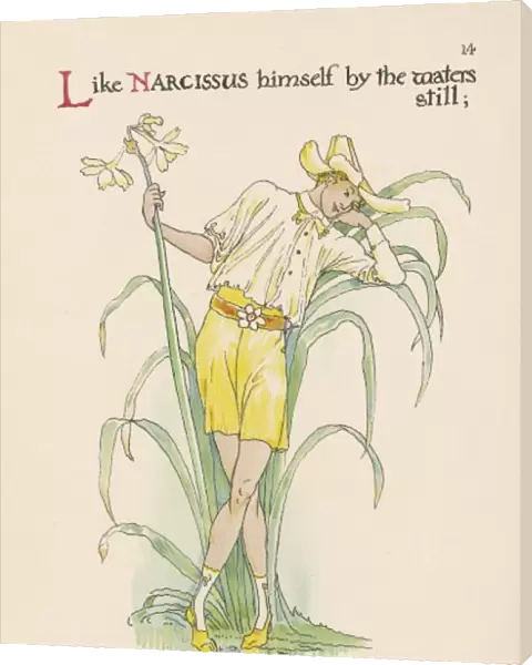 Plants  /  Narcissus