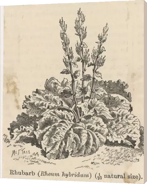 Rheum Hybridum  /  Rhubarb