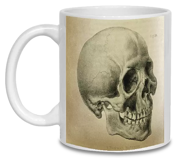 Anatomy  /  Skull  /  1841