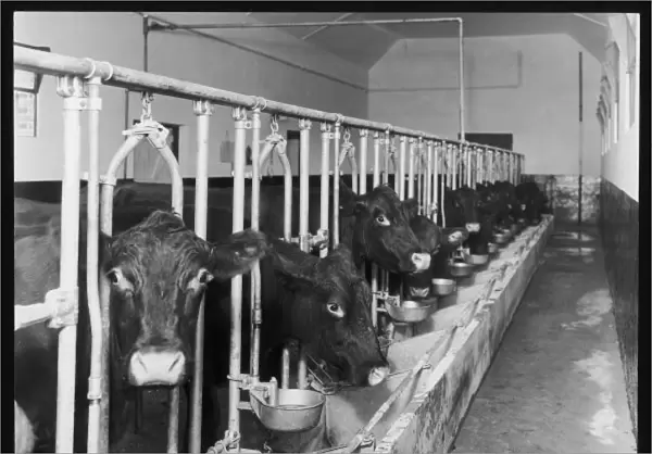 Dairy Cows  /  Feeding Time