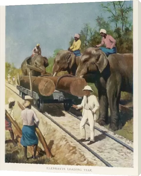 Elephants Loading Teak