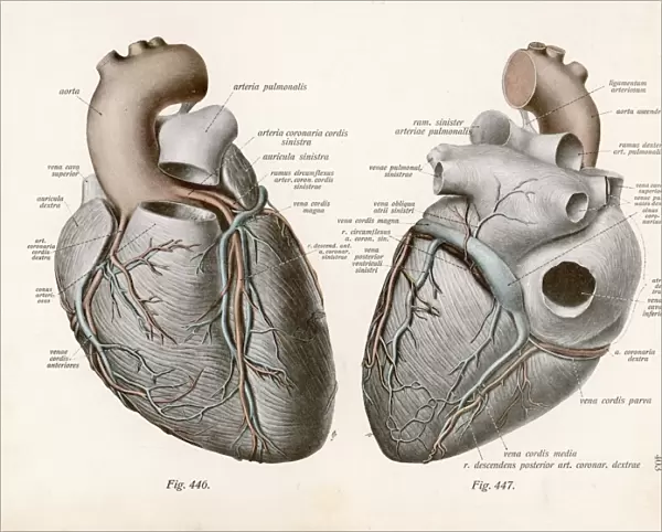 Two Views of the Heart