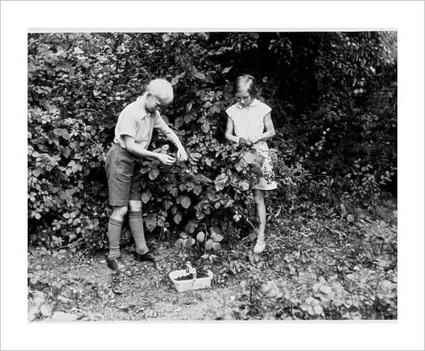 Boy  /  Girl Pick Fruit 1950
